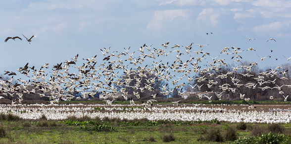Snow Geese (Chen  caerulescens) in Flight Above winter Nesting Grounds,  Merced National Wildlife Refuge, central valley of California