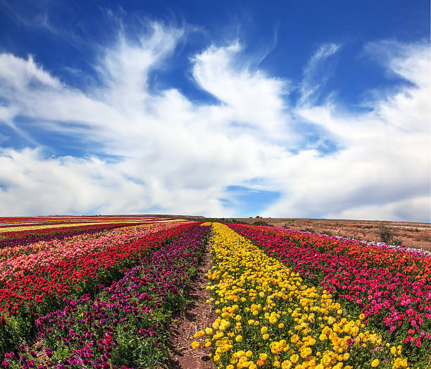 istock Buttercups grow bright colored stripes 467009912