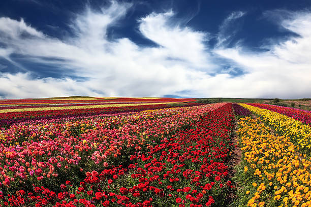 istock Buttercups grow bright colored stripes 467009918