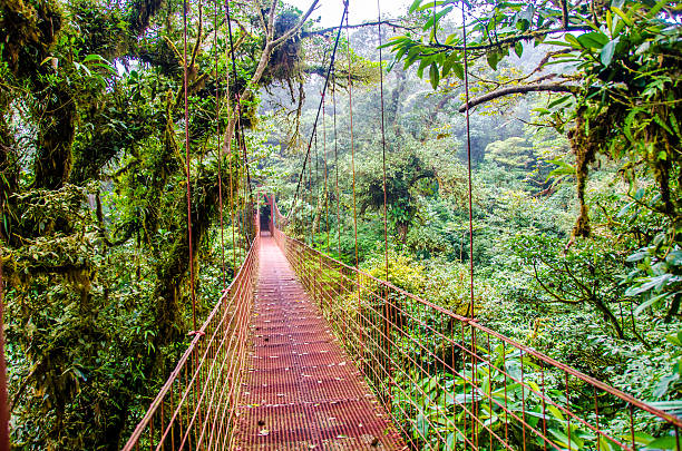 istock Bridge in Rainforest Monteverde - Costa Rica 467009922