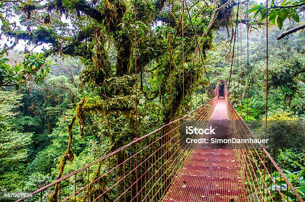 Selva Puente De Monteverdecosta Rica Foto de stock y más banco de imágenes de Costa Rica - Costa Rica, Bosque nuboso Monteverde, Monteverde