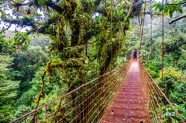 ブリッジ熱帯雨林モンテヴェルデ-costa rica - monteverde cloud forest ストックフォトと画像