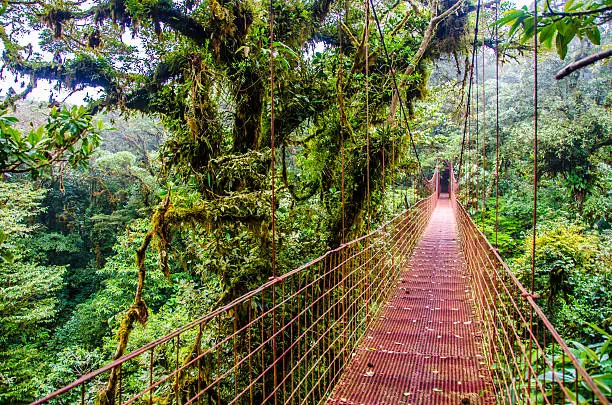 Photo of Bridge in Rainforest Monteverde - Costa Rica