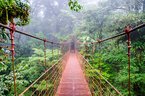ponte nella foresta pluviale di monteverde-costa rica - tropical rainforest rainforest costa rica tree area foto e immagini stock