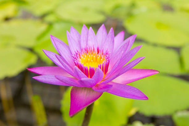 istock close up of a water lily 467010459