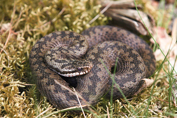 istock Northern viper in closeup 467010485