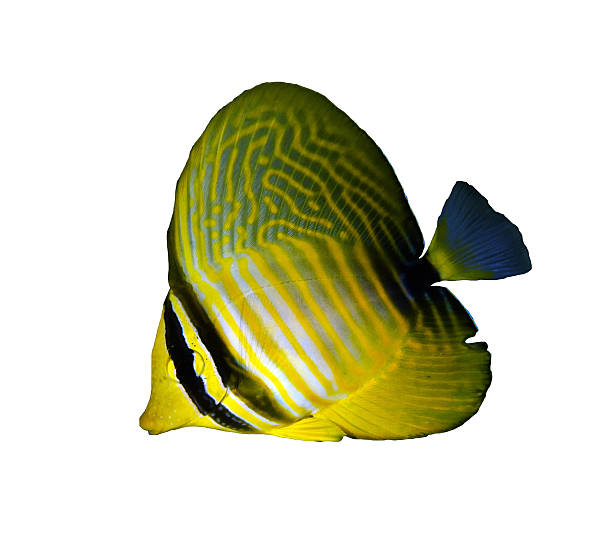 istock Desjardin's sailfin tang 467010583