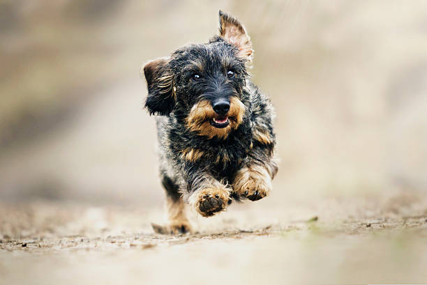 istock funny dachshund dog puppy running 467011078