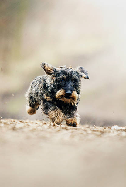 istock comic and beautiful dachshund dog puppy running in spring backgr 467011088