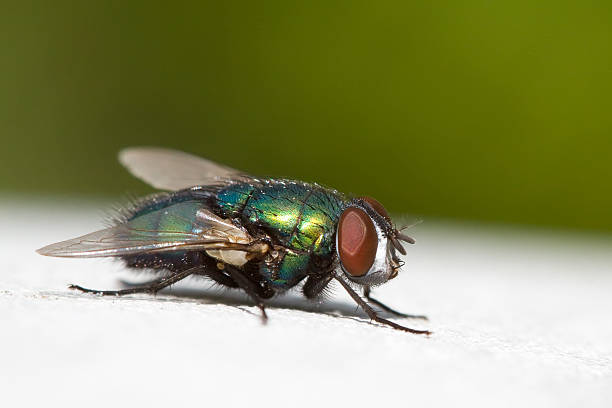 istock close-up of a fly 467011336