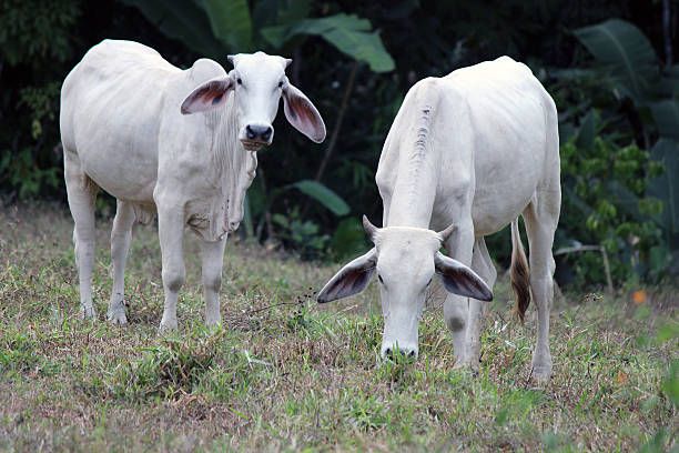 istock Zebu Cattle in Costa Rica 467011712