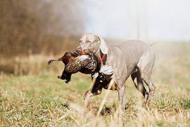 istock young weimaraner dog holds pheasant hunting in spring background 467012474