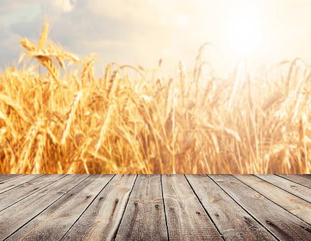 istock View of wheat fields from wooden surface 467012590