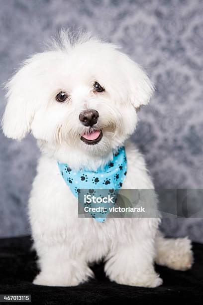 Photo libre de droit de Prise De Vue En Studio De Maltais banque d'images et plus d'images libres de droit de Amitié - Amitié, Amour, Animaux de compagnie