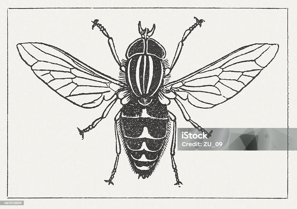 Horse-fly (Estacione y Vuele) - Ilustración de stock de Tábano libre de derechos