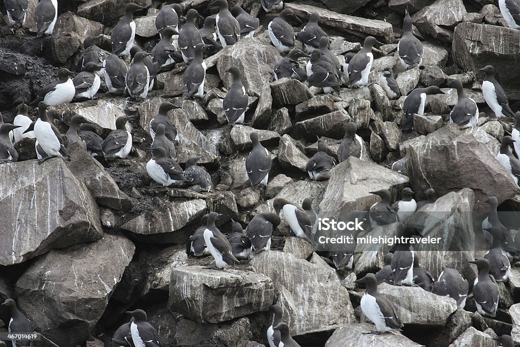 Massen von nesting murres Neufundland - Lizenzfrei Fotografie Stock-Foto