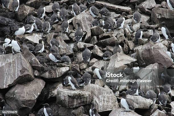 Massen Von Nesting Murres Neufundland Stockfoto und mehr Bilder von Fotografie - Fotografie, Horizontal, Im Freien