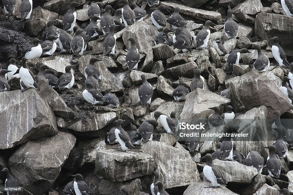 Толпа из nesting murres Ньюфаундленд - Стоковые фото Common Murre роялти-фри