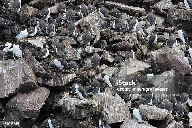 Толпа Из Nesting Murres Ньюфаундленд — стоковые фотографии и другие картинки Common Murre - Common Murre, Murre, Без людей