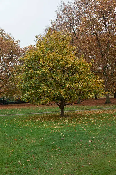 tree in autumn at st.james park of london england UK