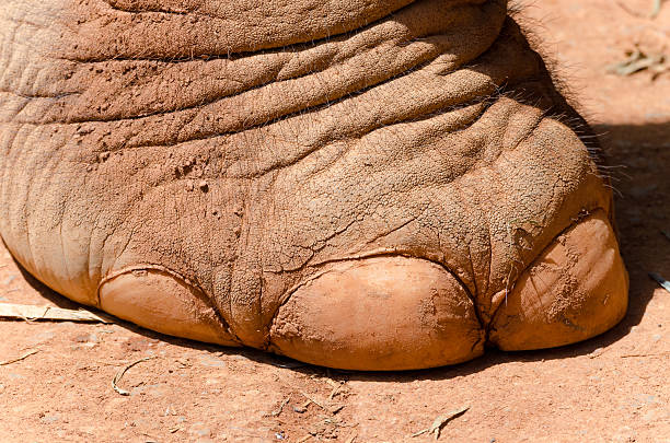 istock paw of an elephant 467015144