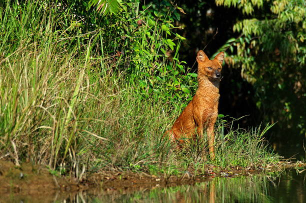 istock wild dogs Asia 467015326