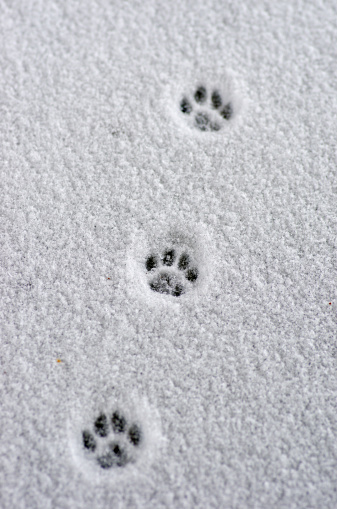 Hare trace on a fresh snow