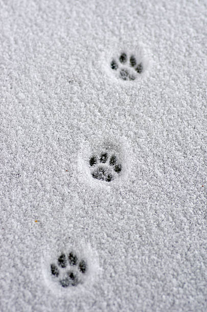 6 500 Animal Footprints In Snow Stock Photos Pictures Royalty Free 6-500-animal-footprints-in-snow-stock-photos-pictures-royalty-free