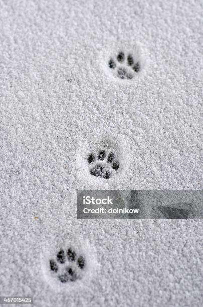 Hare Trace On A Fresh Snow Stock Photo - Download Image Now - Snow, Paw Print, Paw