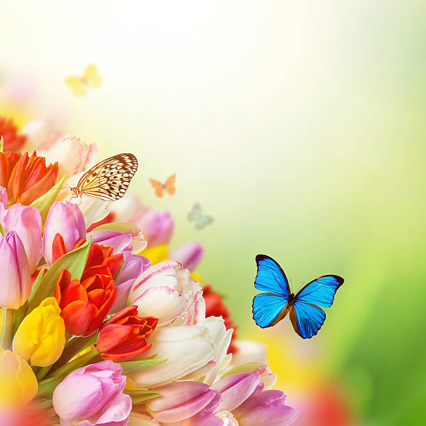 istock Beautiful bouquet of tulips. 467015732