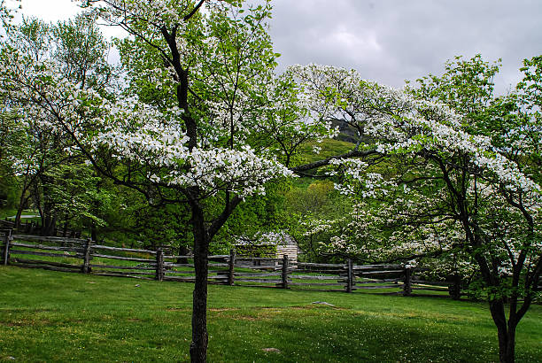 istock Dogwood Blossoms in Virginia 467015769
