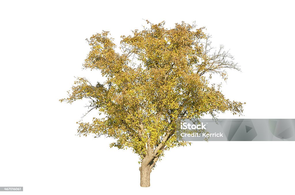 Baum im Herbst, isoliert auf weiss - Lizenzfrei Ast - Pflanzenbestandteil Stock-Foto