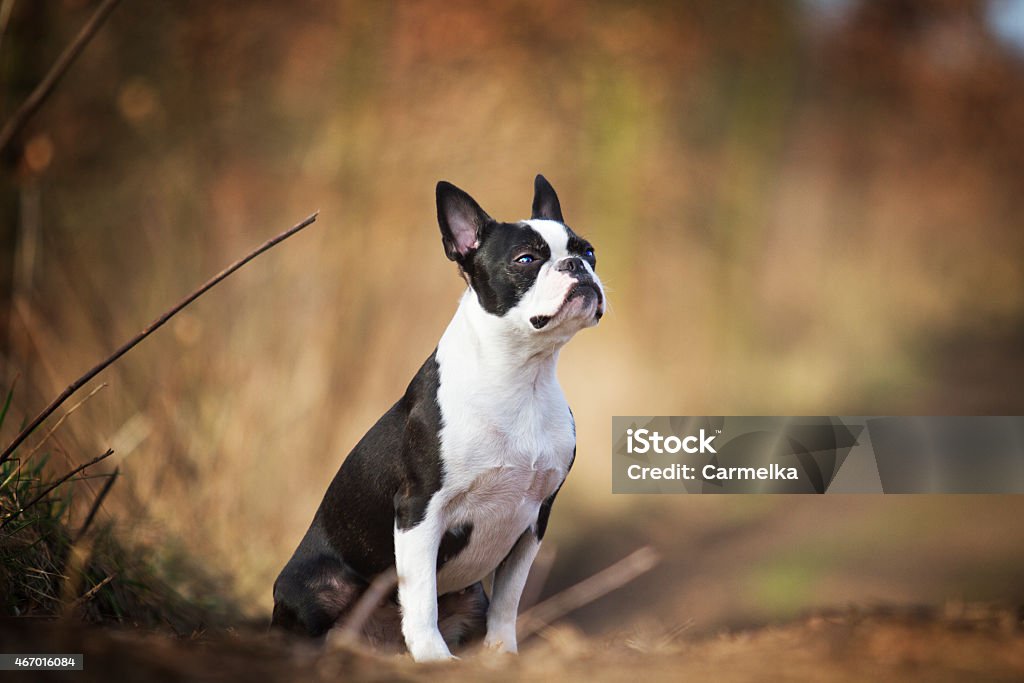 portrait of sitting beautiful boston terrier dog puppy  spring background portrait of sitting beautiful boston terrier dog puppy in spring background 2015 Stock Photo