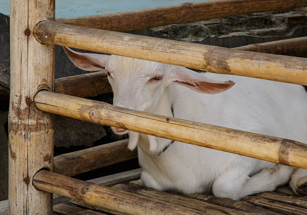 Goat stock photo