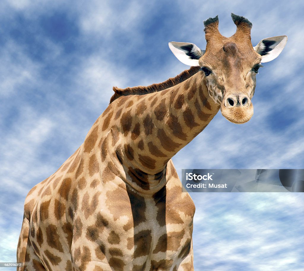 Detalhe frente Girafa - Foto de stock de Animal selvagem royalty-free