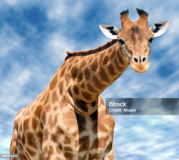 Foto de Detalhe Frente Girafa e mais fotos de stock de Animal selvagem - Animal selvagem, Azul, Cabeça de animal