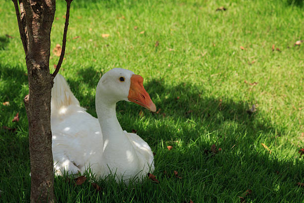 Goose under the tree stock photo