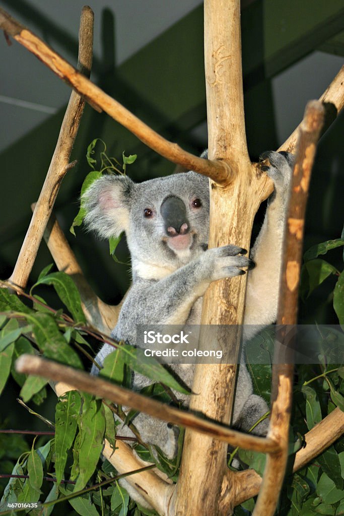 Niedźwiedź Koala - Zbiór zdjęć royalty-free (Australia)