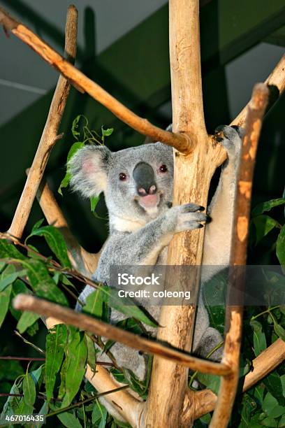 Niedźwiedź Koala - zdjęcia stockowe i więcej obrazów Australia - Australia, Australijski Outback, Bez ludzi