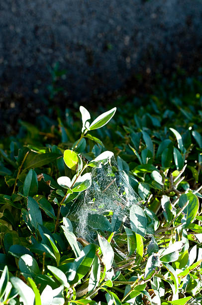 Spider's web on bush stock photo