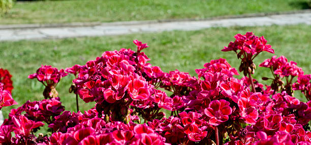 istock Pink flowers in garden 467016519
