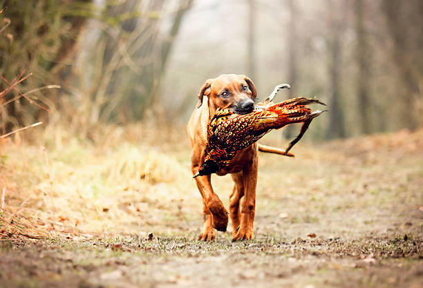 istock rhodesian ridgeback dog puppy running and hunting with pheasant bird 467016852