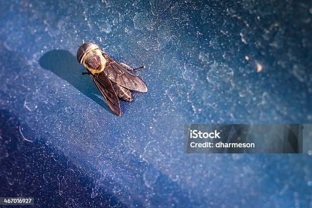 말파리 얼음 위에 0명에 대한 스톡 사진 및 기타 이미지 - 0명, 가을, 곤충