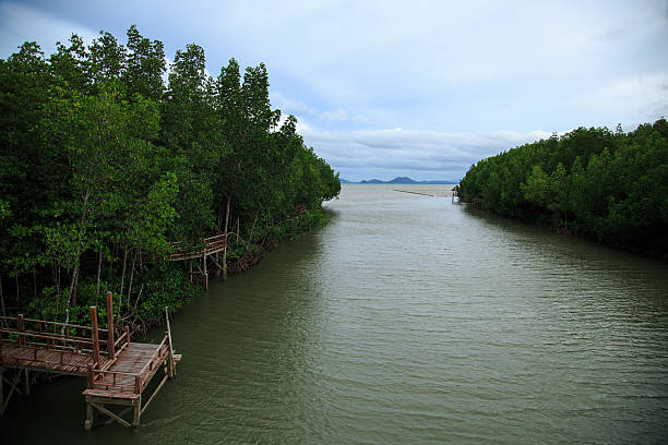 Mangrove estuary stock photo