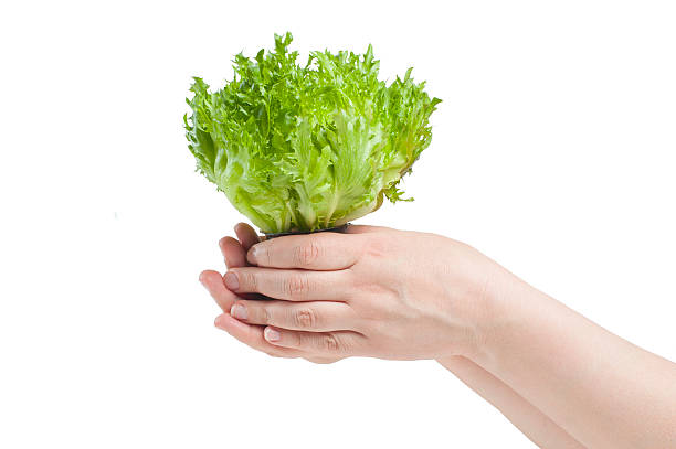 Female hand holding a salad Friese. In isolation.