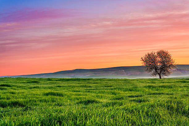 istock SPRING  LANDSCAPE.Blossoming tree at dawn. Between Puglia and Basilicata ITALY 467017132