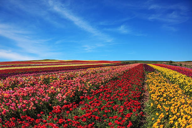 istock Buttercups grow bright colored stripes 467017388