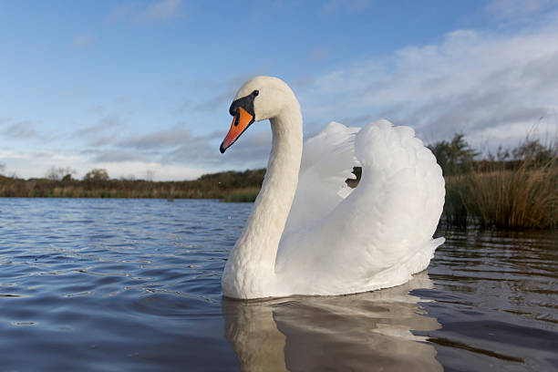 istock Mute swan, Cygnus olor 467018863