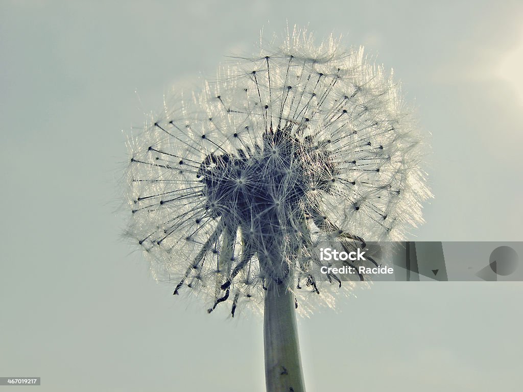 Fleur de pissenlit (Taraxacum officinale) - Photo de Abstrait libre de droits