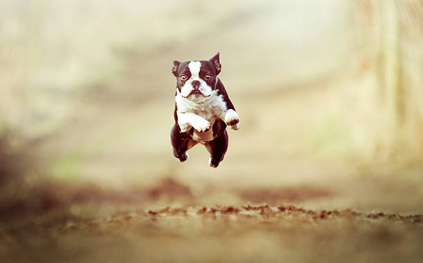 istock A Boston Terrier puppy tuning and jumping down a dirt path 467019724